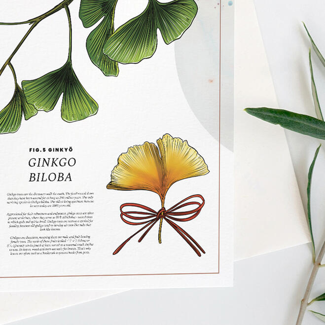 Ginko Ginko