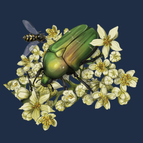 Insektenwissen Insektenwissen